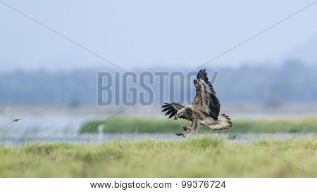 White-bellied Sea Eagle In Pottuvil, Sri Lanka