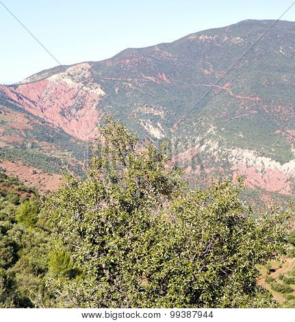 The    Dades Valley In Atlas Moroco Africa Ground Tree  And Nobody