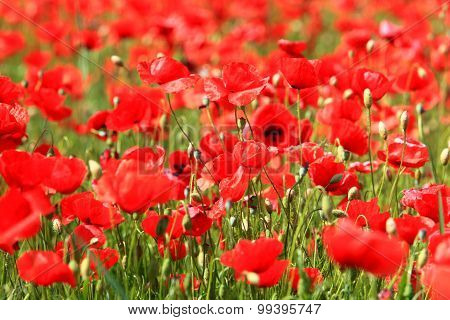 Blooming Poppyfield