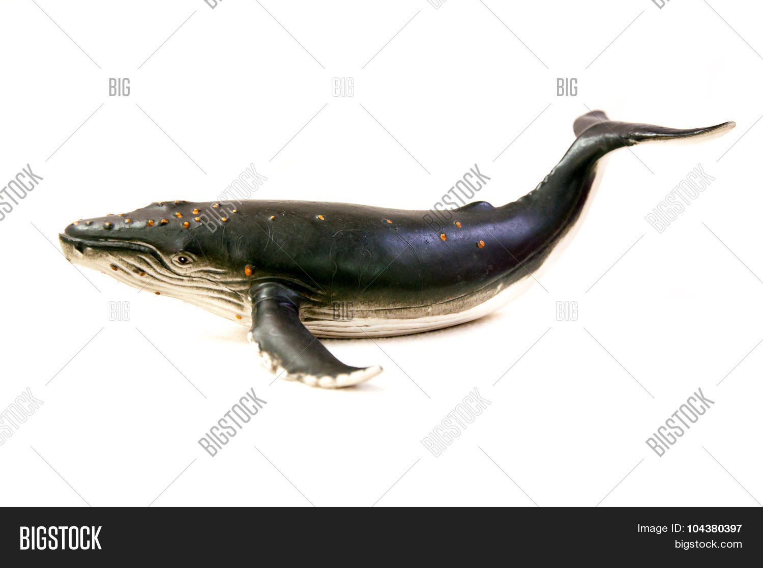Humpback Whale Image & Photo (Free Trial) | Bigstock