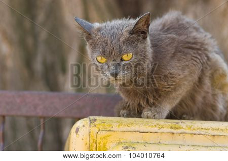 Alien cat with yellow eyes