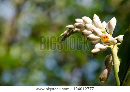 These Herbs Lack True Stems.they Grow From Thick Rhizomes.it Have White And Pink Flower.