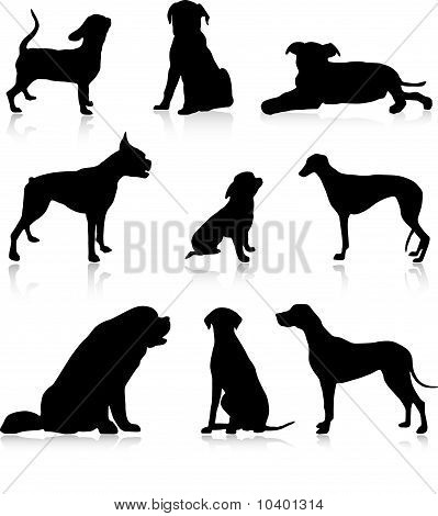 Neun Hunde und Welpen-Abbildung