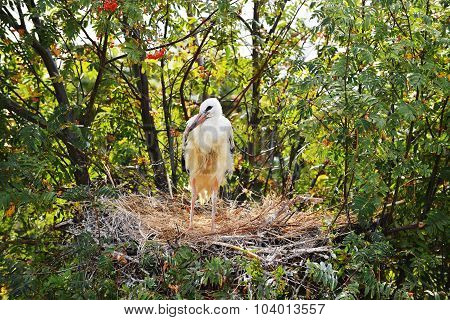 Stork Standing In  Nest