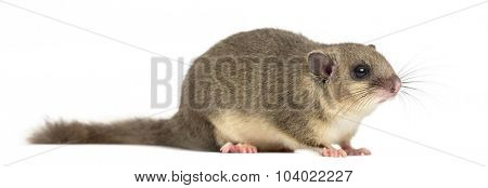 Edible dormouse in front of a white background