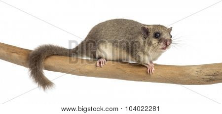 Edible dormouse on a branch in front of a white background