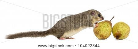 Edible dormouse eating a pear in front of a white background