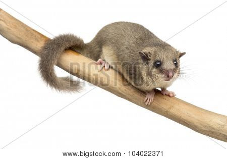 Edible dormouse on a branch in front of a white background