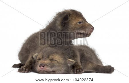Fox cubs (4 weeks old) lying in front of a white background