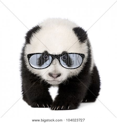 Young Giant Panda wearing glasses in front of a white background