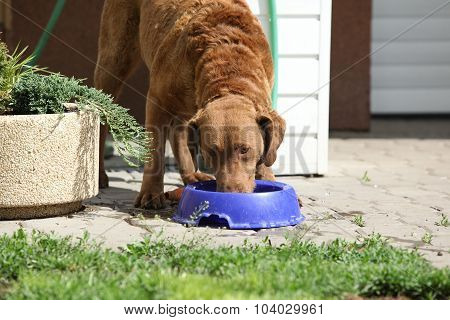 Bautiful Chesapeake Bay Retriever Drinking