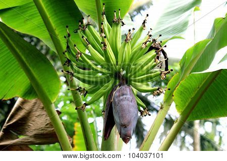 Banana Bunch