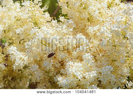 Lilac