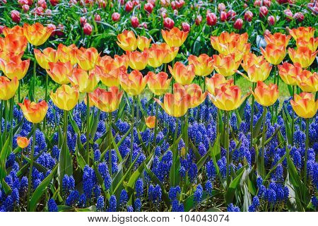 Tulips