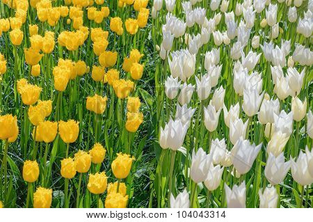 Tulips