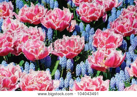 Tulips