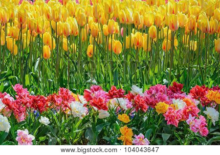 Tulips