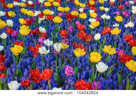 Flowers