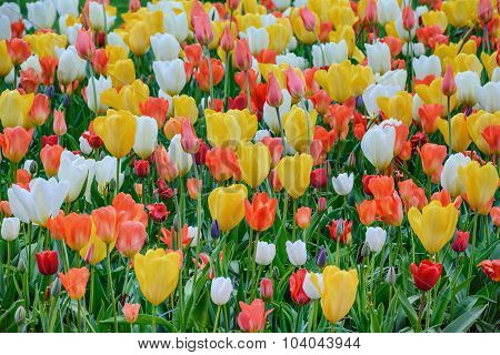 Tulips