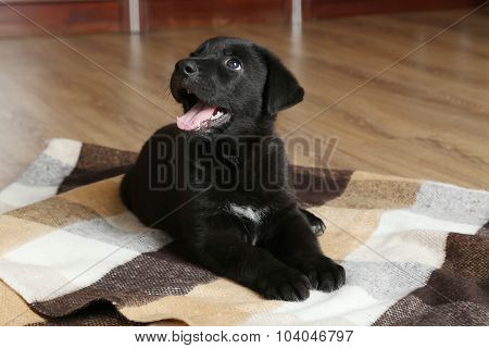 Beautiful Black Labrador Puppy On Plaid