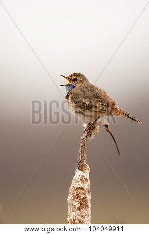 Bluethroat In The Nature