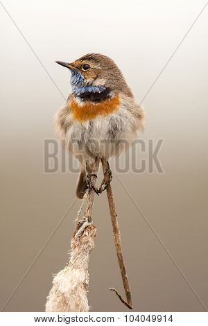 Bluethroat In The Nature