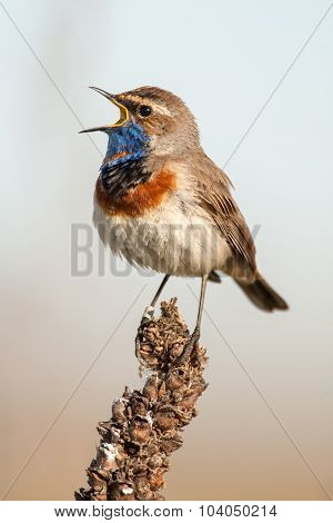 Bluethroat In The Nature