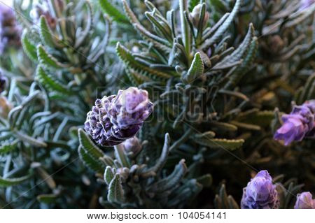 Lavender Blooms
