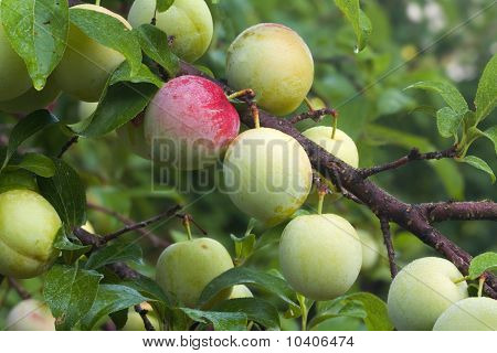 Ripening ผลไม้ของลูกพลัมญี่ปุ่นเหนือกว่า