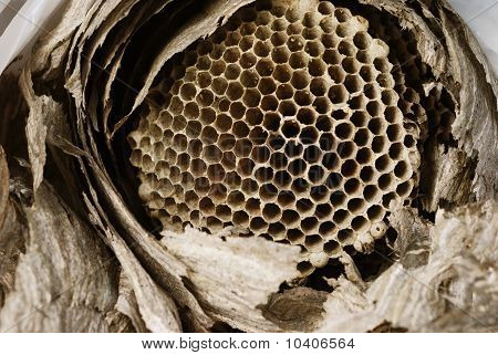Vespine  Honeycomb