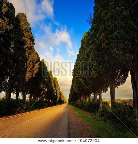 Bolgheri Famous Cypresses Tree Straight Boulevard On Sunset. Maremma, Tuscany, Italy