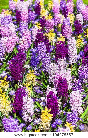 blooming hyacintus flowers in Holland