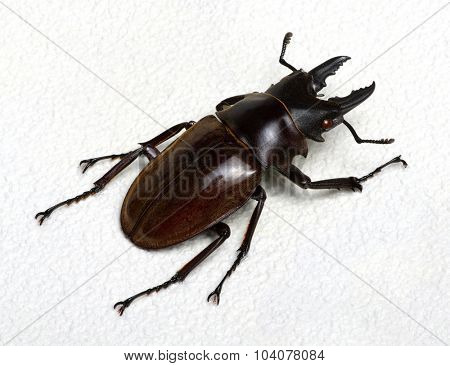 Stag beetle isolated on background