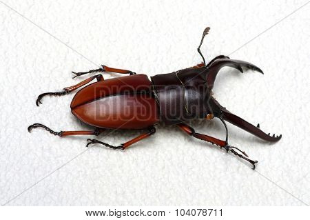 Stag beetle isolated on background