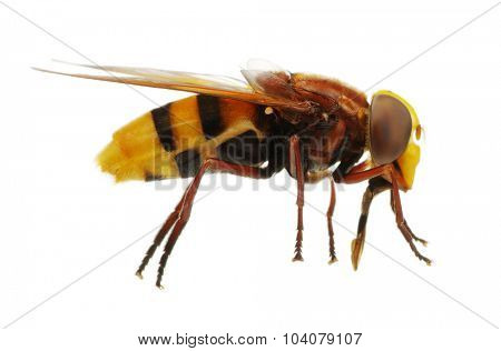 Horsefly isolated on white