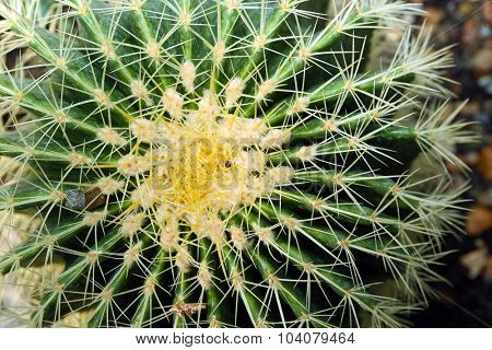 Cactus close up