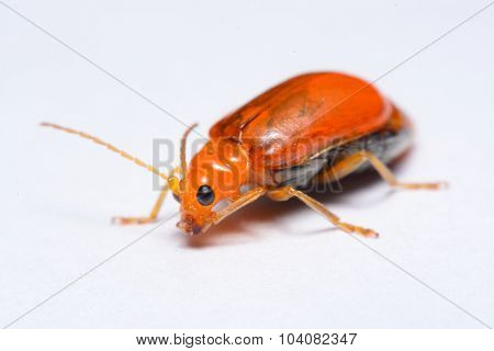 Close up Cucurbit leaf beetle Aulacophora indica on a white background
