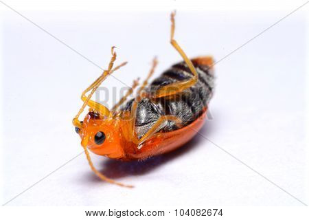 Close up Cucurbit leaf beetle Aulacophora indica on a white background