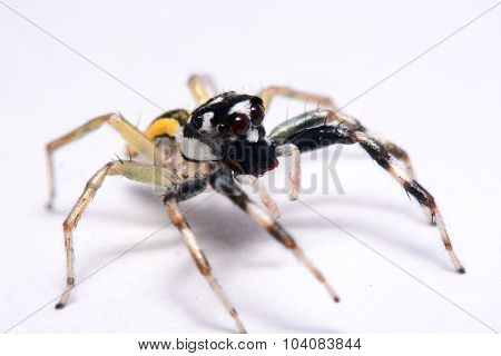 Close-up Of A Jumping Spider.
