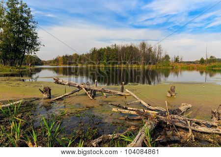 Nice autumn landscape on bog with dead woods