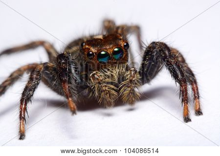 Close-up Of A Jumping Spider.