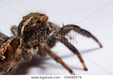 Close-up Of A Jumping Spider.