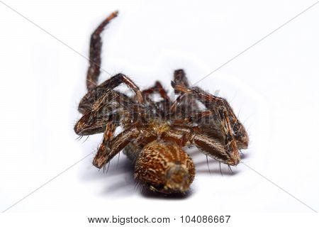 Close-up Of A Jumping Spider.