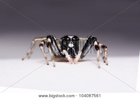 Close-up Of A Jumping Spider.