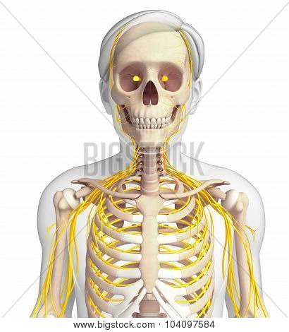 Male Ribcage And Nervous System Artwork