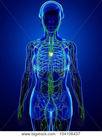 Lymphatic System Of  Female Body