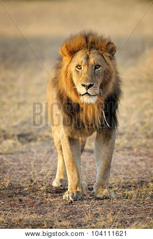Lion (Panthera leo)