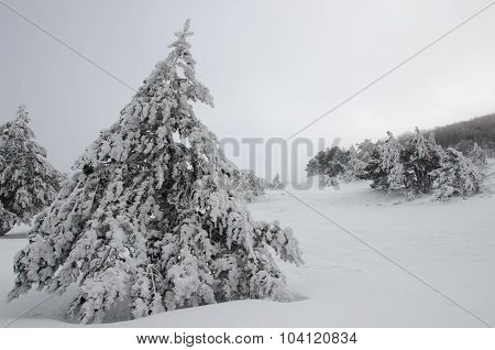 Lonely Tree In A Snowy Winter Forest