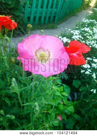 Pink gentle poppy blossoms in a garden