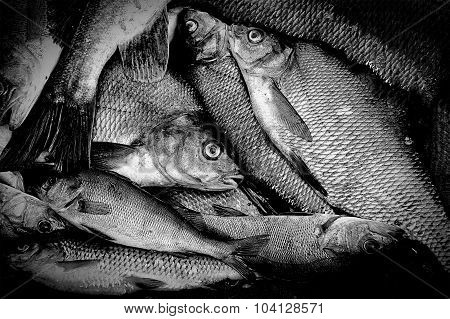 Fresh caught freshwater fish